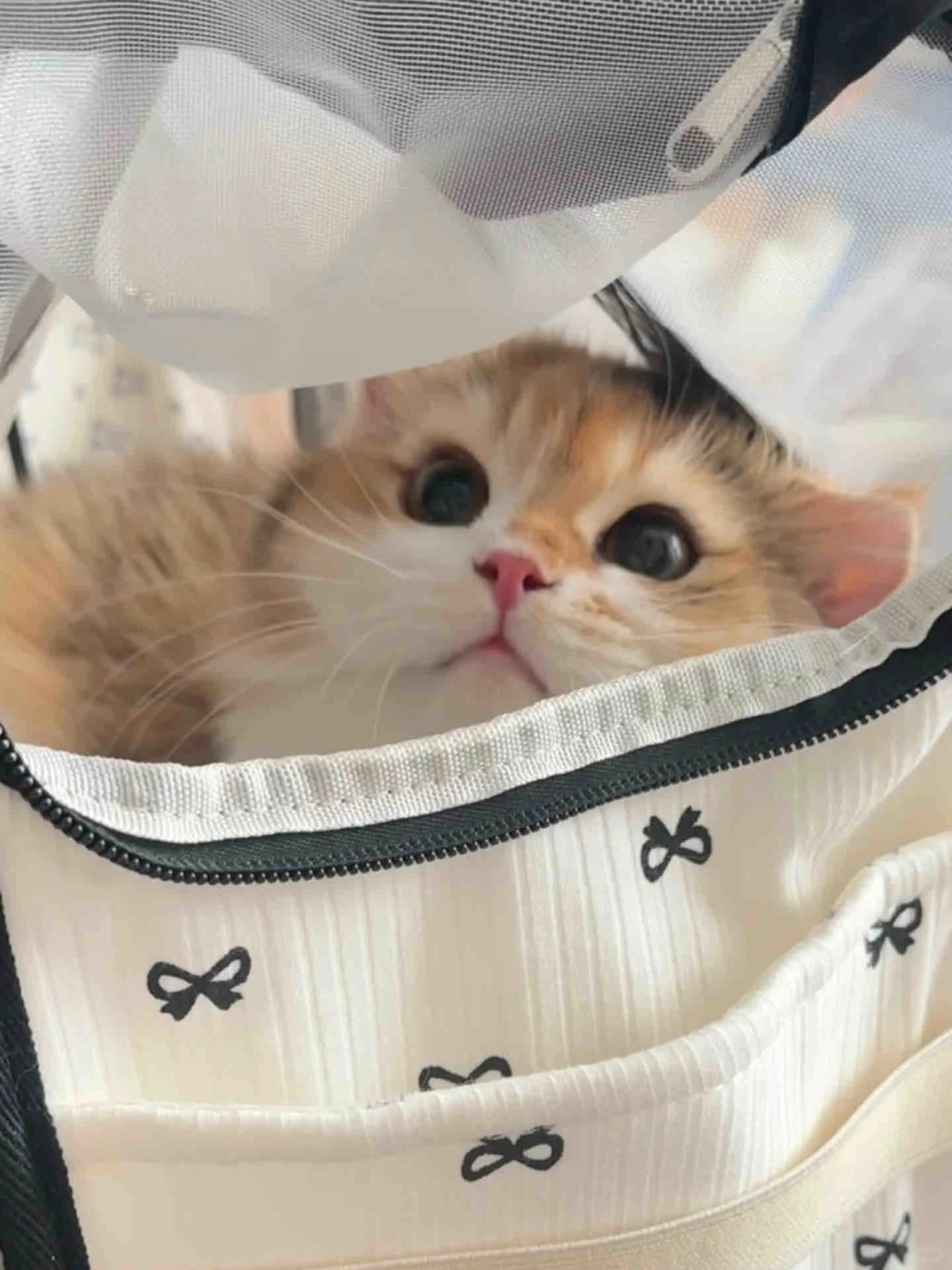 猫咪思维大揭秘：从日常行为看猫咪内心世界，了解猫咪的思维方式和情感需求。