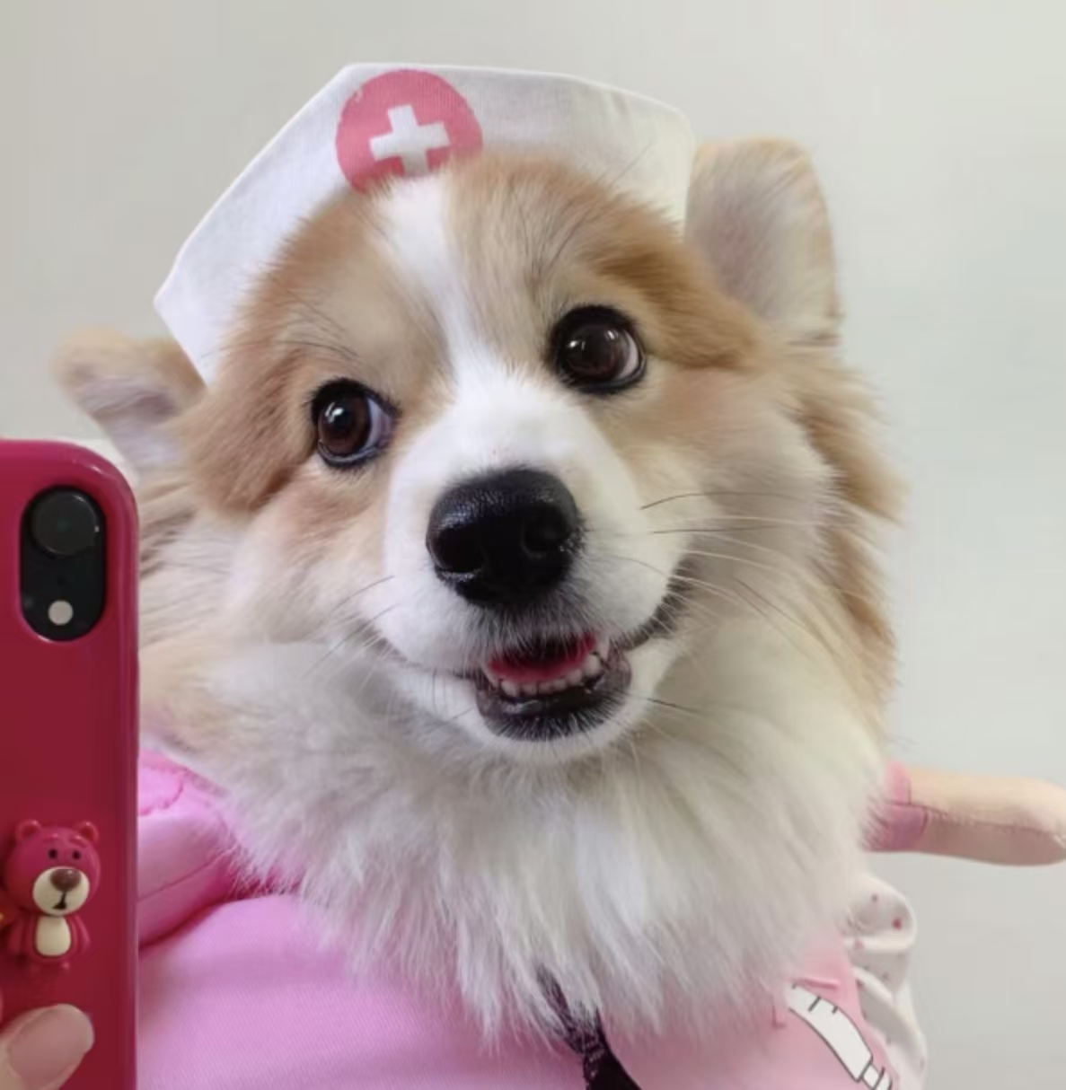 一篇文章让你摆脱狂犬病