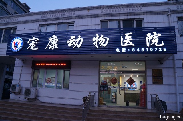 与宠物猫之间的爱