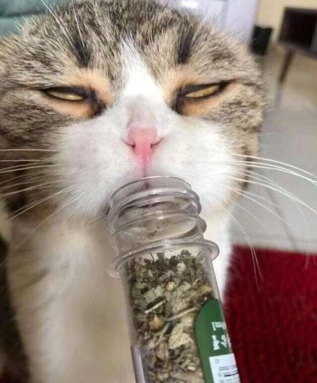 猫咪为何对猫薄荷如此痴迷？揭秘背后的科学真相