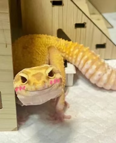 常见的爬宠