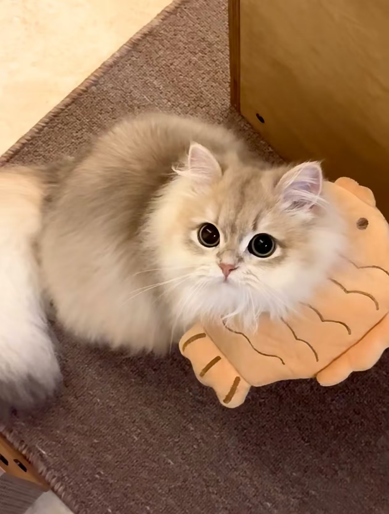 养猫优点和心得分享