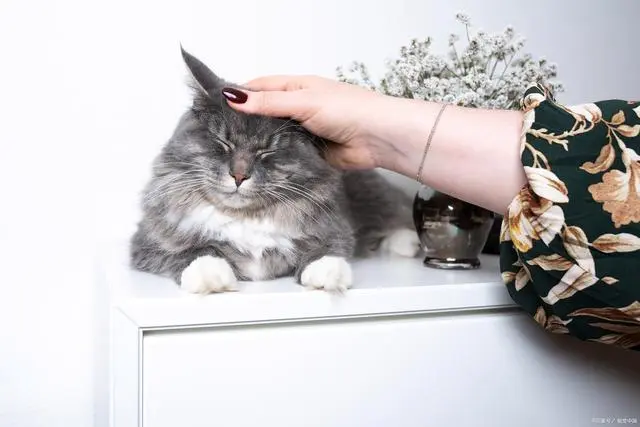 新手养猫不用慌！猫咪生病的10大征兆全解析！