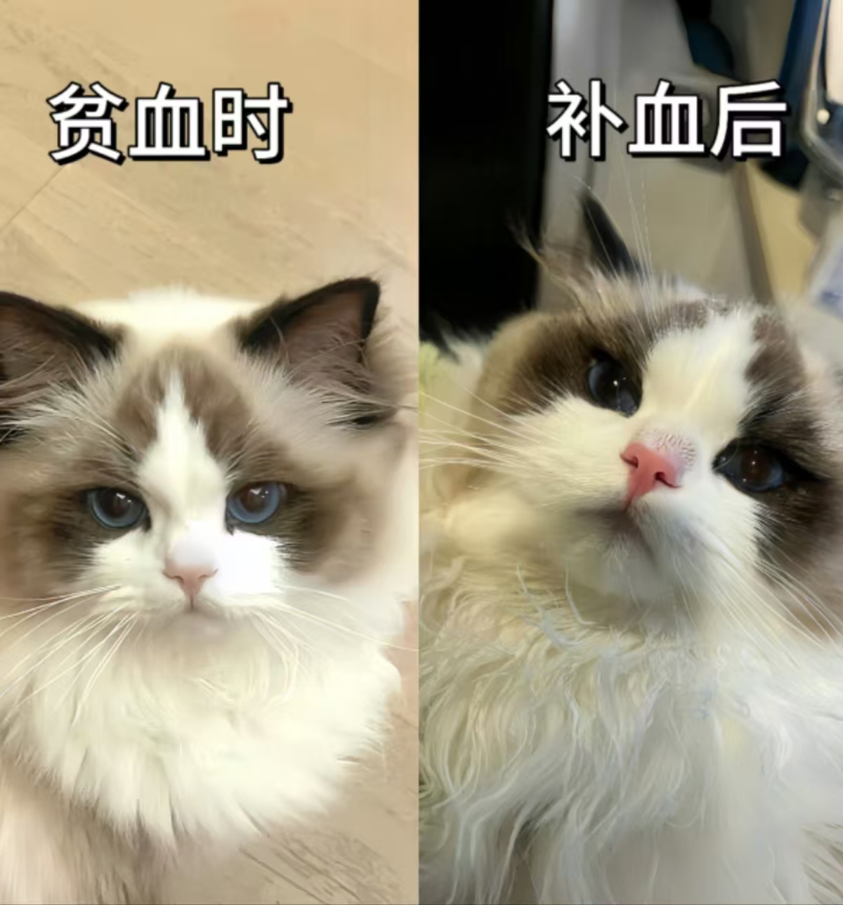 猫狗为什么贫血，一遍文章带你全方位了解猫狗贫血