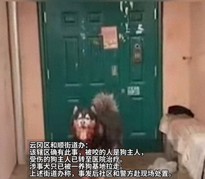 山西大同咬伤男主人的宠物狗该如何处理？