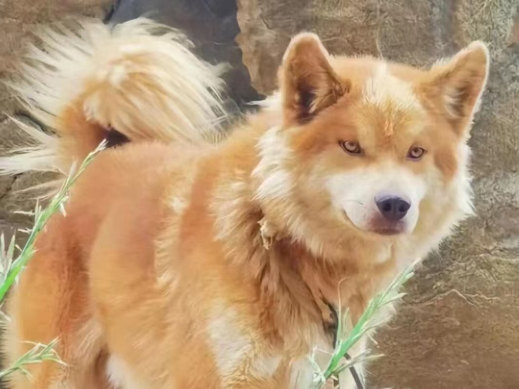 中华田园犬：被低估的国宝级狗狗 🐕