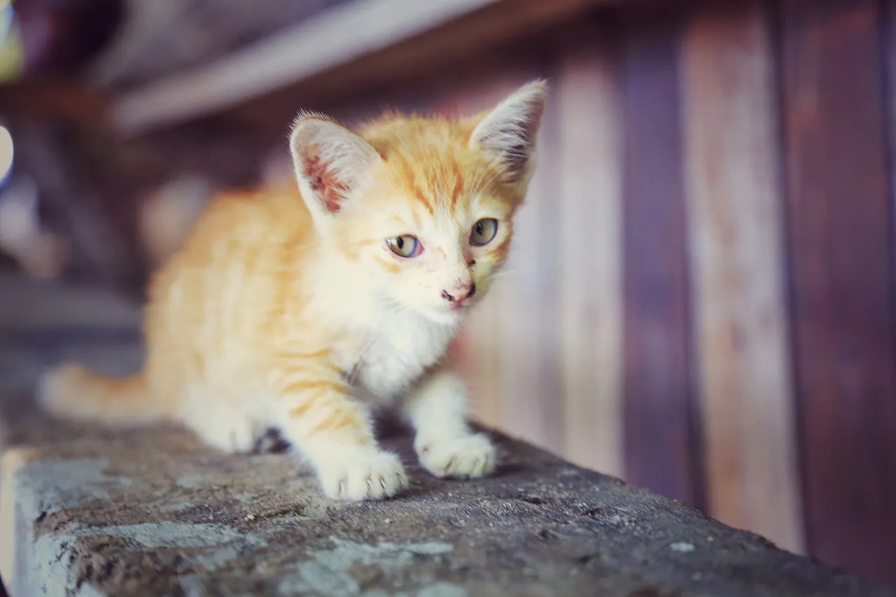 可爱宠物猫的分类与特点