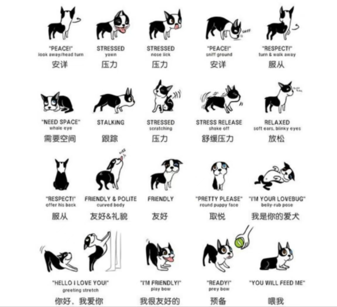 宠物语言分析：理解与沟通的艺术